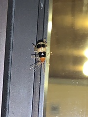 Gynandrobrotica