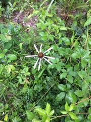 Echinacea sanguinea