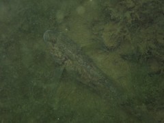 Neogobius melanostomus