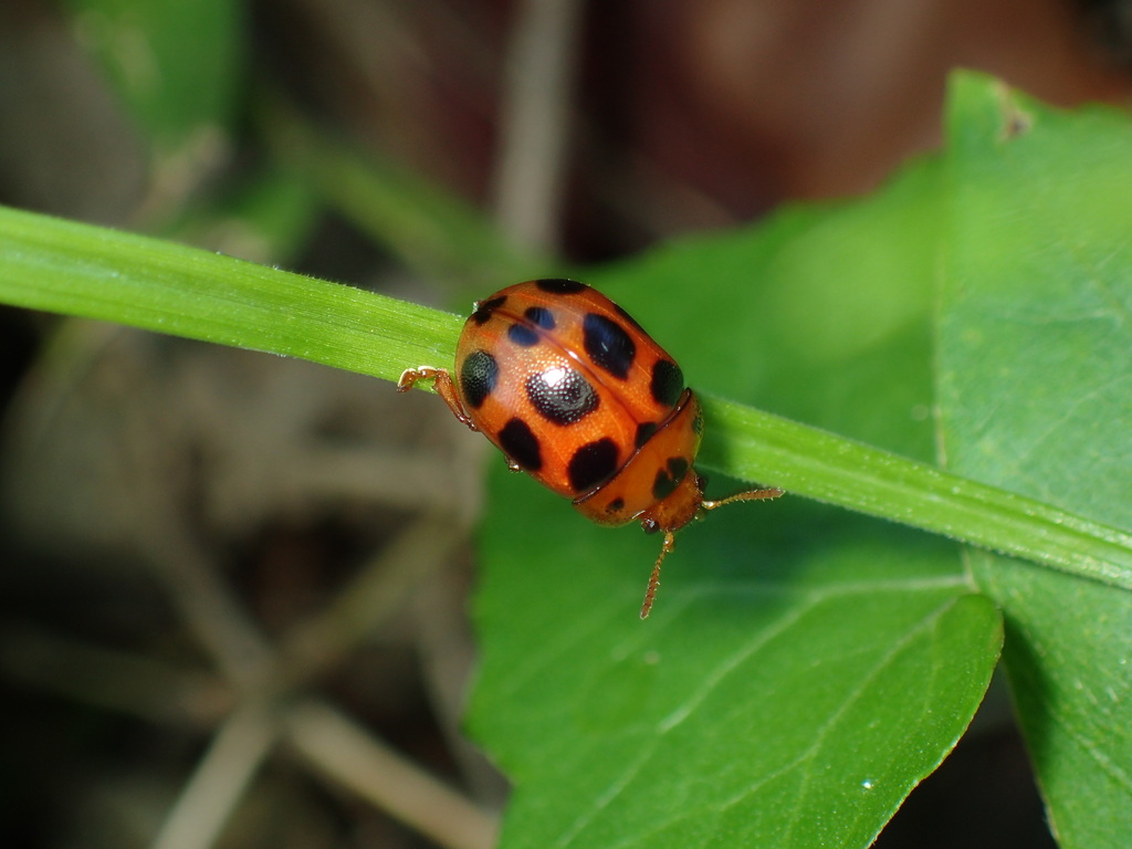 Asiphytodecta