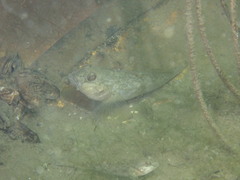 Neogobius melanostomus