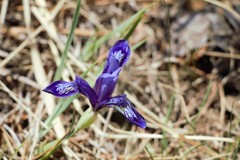 Iris uniflora