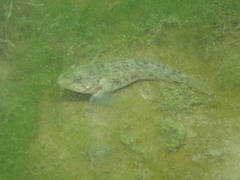 Neogobius melanostomus