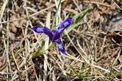 Iris uniflora