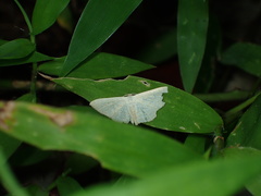 Perixera flavispila