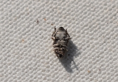 Colecerus marmoratus