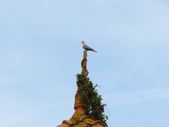 Streptopelia decaocto