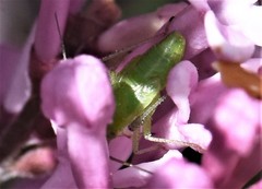 Adelphocoris quadripunctatus