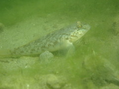 Neogobius melanostomus