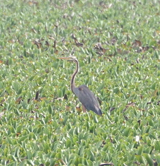 Ardea purpurea