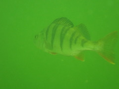 Perca fluviatilis