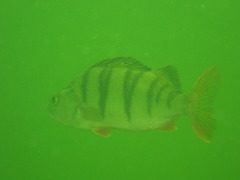 Perca fluviatilis