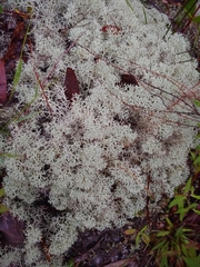 Cladonia sandstedei
