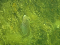 Neogobius melanostomus