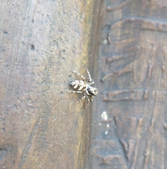 Salticus scenicus