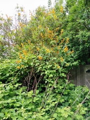 Buddleja globosa