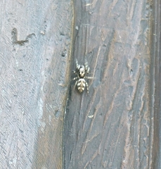 Salticus scenicus