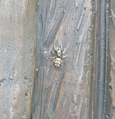 Salticus scenicus