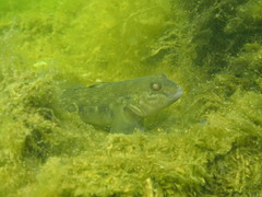 Neogobius melanostomus