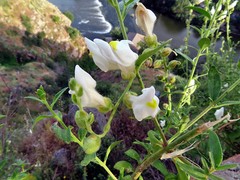 Antirrhinum graniticum