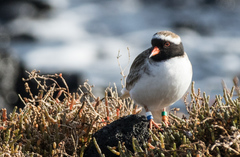 Thinornis novaeseelandiae