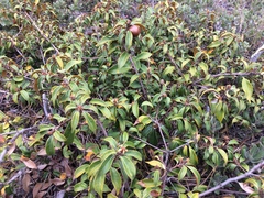 Chrysolepis chrysophylla minor