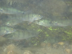 Perca fluviatilis