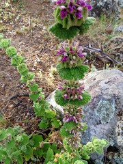 Pseudodictamnus hirsutus