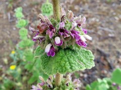 Pseudodictamnus hirsutus