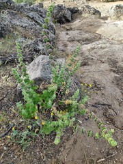 Pseudodictamnus hirsutus