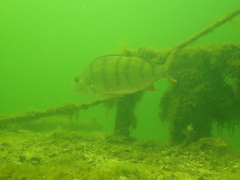 Perca fluviatilis