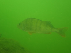 Perca fluviatilis