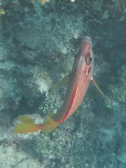 Sargocentron spiniferum