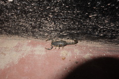 Uroplectes olivaceus