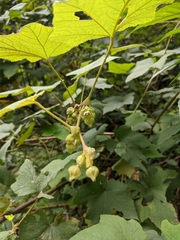 Rubus formosensis