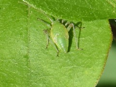 Adelphocoris quadripunctatus