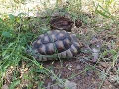 Testudo marginata