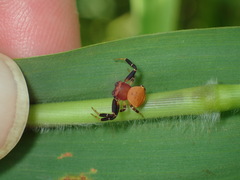 Thomisus labefactus