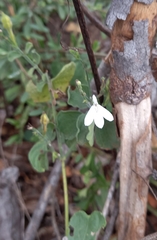Rhinacanthus xerophilus