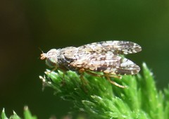 Tephritis vespertina
