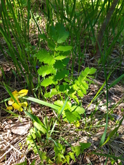 Pastinaca sativa sylvestris