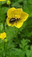 Cryptocephalus violaceus