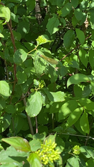 Calopteryx splendens