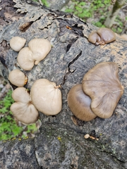 Pleurotus calyptratus