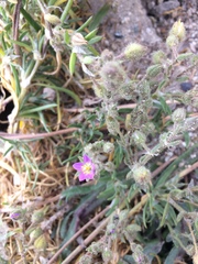 Spergularia macrotheca