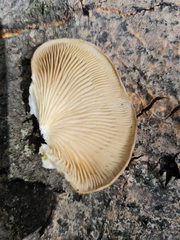 Pleurotus calyptratus
