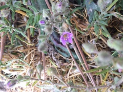 Spergularia macrotheca