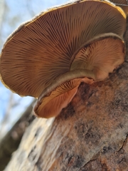 Pleurotus calyptratus