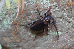 Prionus insularis