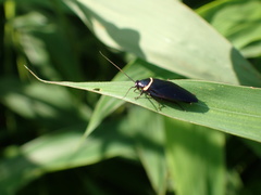 Hemithyrsocera palliata